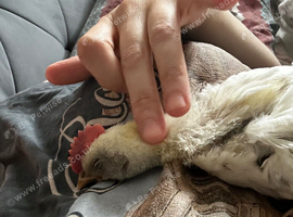 Zombie rooster three weeks old sweetest boy ever