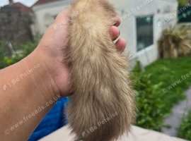 1 lovely ferret for sale