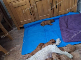 Beautiful Health Tested Red Cavapoo Puppies