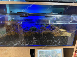 Sub adult female black and white tarantula And setup
