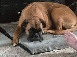 Beautiful boxer dog