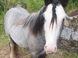 Silver - Sweet Blue Blagdon Cob Yearling Gelding