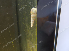 Malaysian trumpets snails