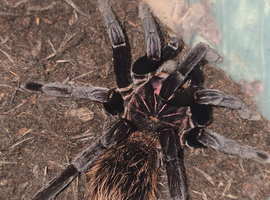 Tarantula Females