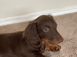 Long haired mini dachshund girl