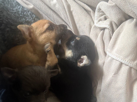 Ponchi puppies