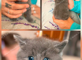 8 beautiful long and short haired kittens!