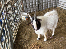 Billy goat Boer x Pygmy