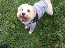 Precious Paws dog walking service.
