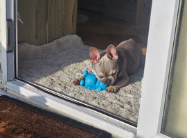 Stunning french bull dog heavly reduced if rehomed tonight