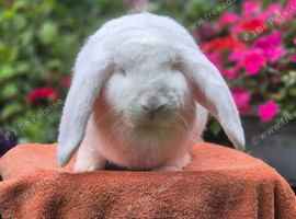 Red Eyed White French Lop Buck ***ready to leave ***