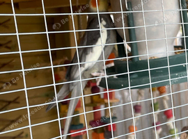 Male cockatiel