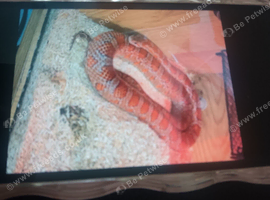Corn snake for sale