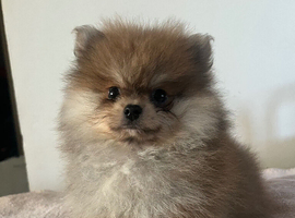 Pomeranian puppies - true to type - Black & Tan Chocolate caramel