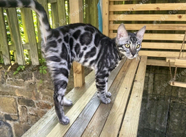 Last stunning TICA registered boy