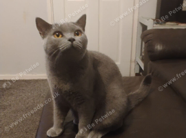 Blue bsh male