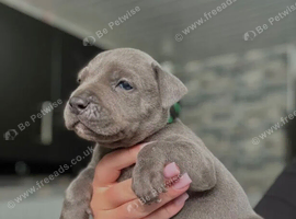 KC Registered Blue Staffordshire Bull Terrier