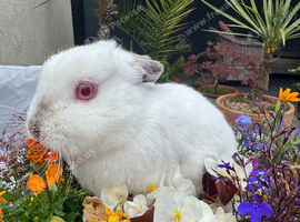 Netherland dwarf bunny rabbits