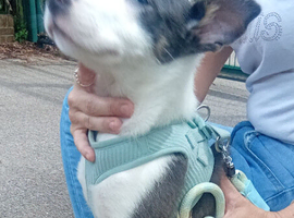 Blue and White Border Collie puppy