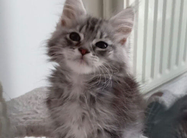 Maine coon male and female - active kittens