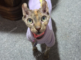 Elf eared female sphynx