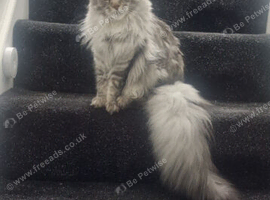 Female maincoon