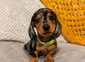 Last female dachshund