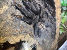 Female Sun Tiger Tarantula
