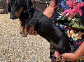 Beautiful gucci the miniature dachshund