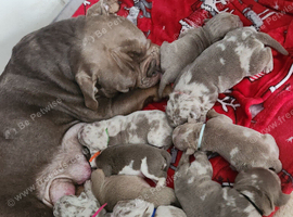 Lovely puppies NBBR registered