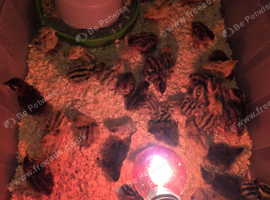 Mixed courtnex and japenese quails