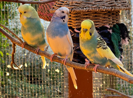 Budgies for sale