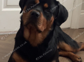 Rottweiler for stud