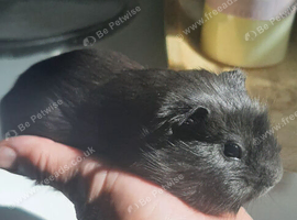 Guinea pig babies