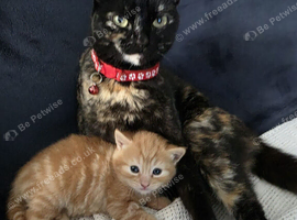 three kittens two males and one female