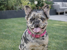 Visual fluffy frenchies