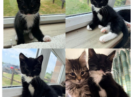 Mainecoon x Bombay x Tabby - READY NOW