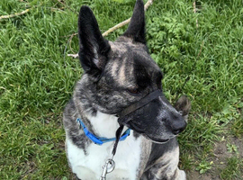 German Shepherd Cross Husky PLEASE read description first