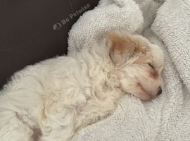 Maltese x Bichon Puppy