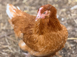 ISA Brown hens