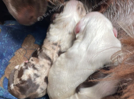 2 cocker puppies