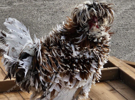 Polish Frizzle Cockeral North Yorkshire