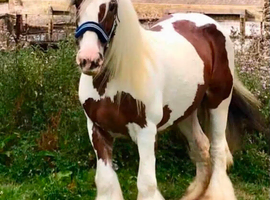 BLOSSOM! 14.3HH 16 YEAR OLD HAPPY HACKER