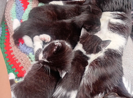 kittens 3 baby boys
