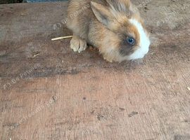 Baby bunny for sale