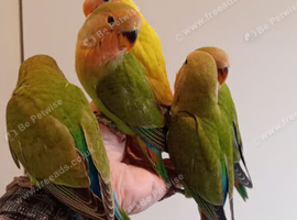 Hand reared baby Lovebirds for sale.
