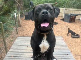 Rome- Dogue de Bordeaux x cane corso