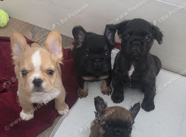 Fluffy french bulldog puppies