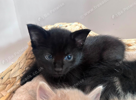 Last Kitten looking for forever home!