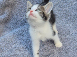 13week old kittens